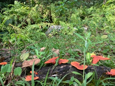 Terreno, 9700 m² - Foto 5