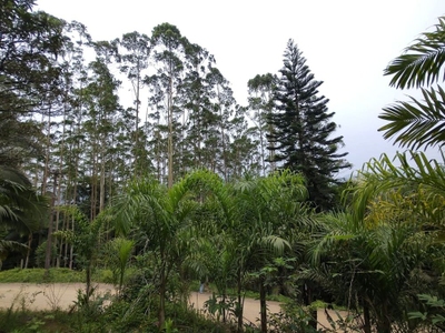 Sítio, 3 hectares - Foto 1