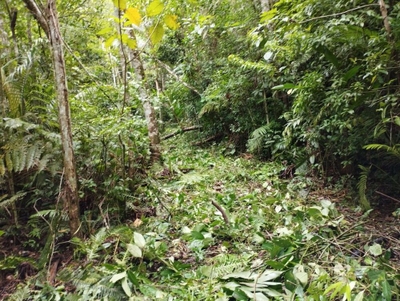 Terreno, 2 hectares - Foto 2