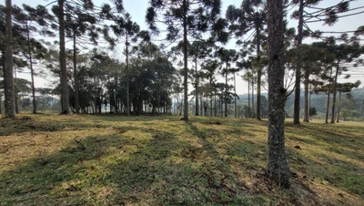 Terreno, 2 hectares - Foto 4