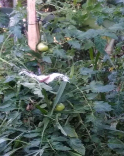 Chácara, 4 quartos, 2 hectares - Foto 2