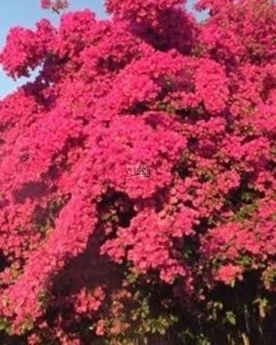 Sítio, 18 hectares - Foto 2