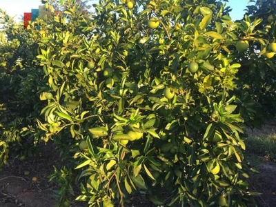 Fazenda-Sítio-Chácara, 411 hectares - Foto 4