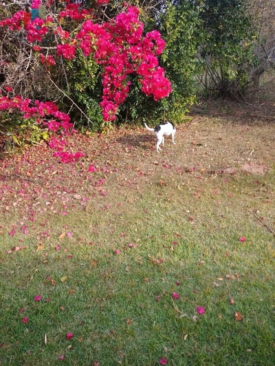 Chácara, 3 quartos, 2 hectares - Foto 2
