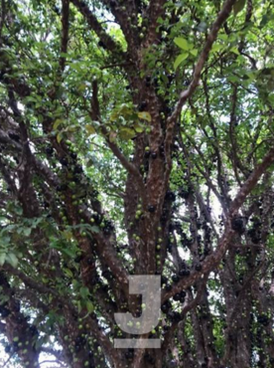 Chácara, 6 quartos, 5350 m² - Foto 5