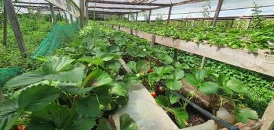 Sítio, 10 hectares - Foto 2