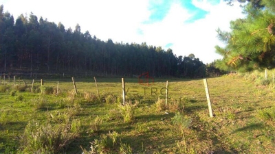 Sítio, 5 hectares - Foto 5