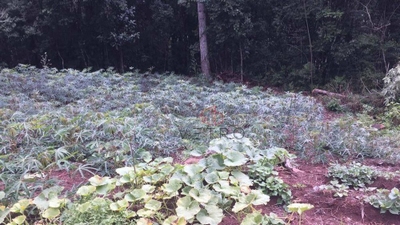 Sítio, 7 hectares - Foto 3