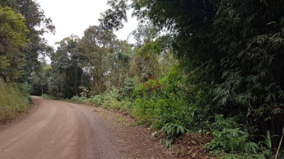 Sítio, 6 hectares - Foto 5