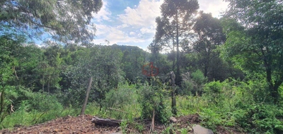 Sítio, 9 hectares - Foto 3