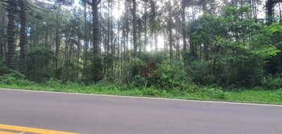 Sítio, 9 hectares - Foto 4