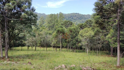 Sítio, 2 quartos, 10000 m² - Foto 3