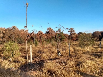 Chácara, 1 quarto, 2 hectares - Foto 5