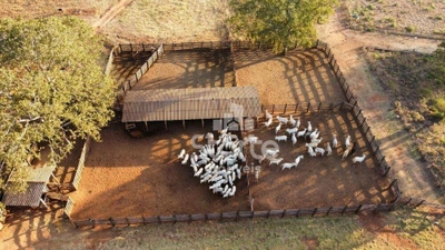 Fazenda-Sítio-Chácara, 797 hectares - Foto 1