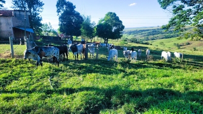 Fazenda-Sítio-Chácara, 35 hectares - Foto 4