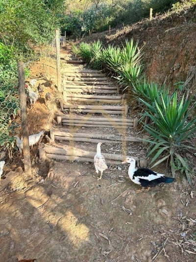 Sítio, 3 quartos, 2 hectares - Foto 1