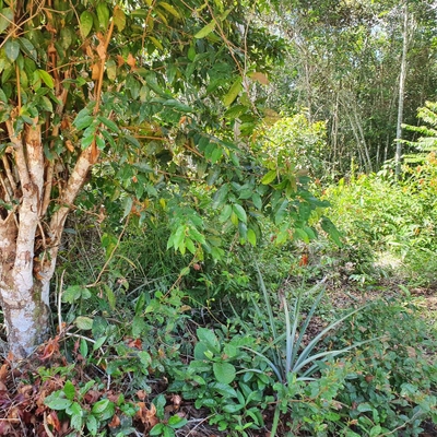 Terreno, 12 hectares - Foto 3