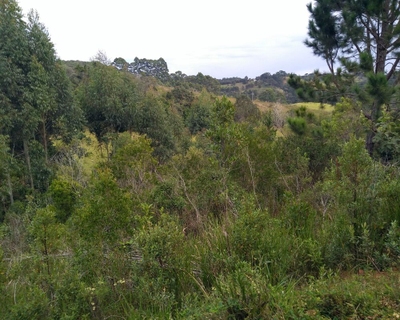 Chácara, 3 hectares - Foto 3