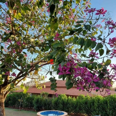 Sítio, 4 quartos, 4500 m² - Foto 5