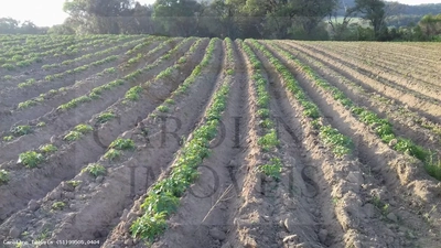 Fazenda, 21 hectares - Foto 2