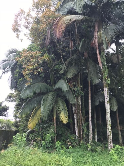 Terreno, 3557 m² - Foto 3