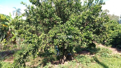 Chácara, 1 quarto, 5800 m² - Foto 1