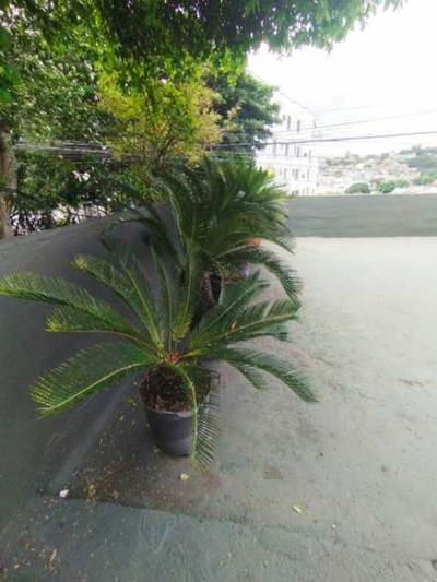 Casa, 5 quartos, 264 m² - Foto 4