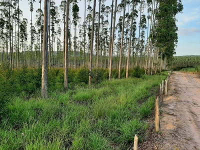 Fazenda, 118 hectares - Foto 5