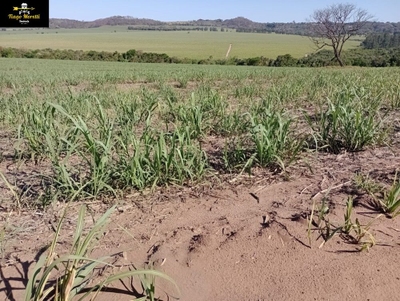 Fazenda-Sítio-Chácara - Foto 4