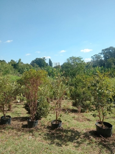 Terreno, 12500 m² - Foto 1