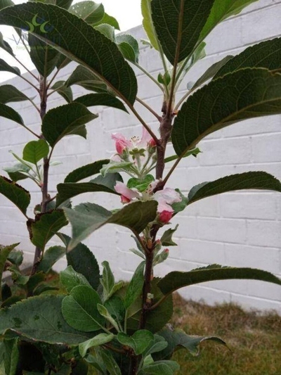 Chácara, 2 quartos, 2000 m² - Foto 5