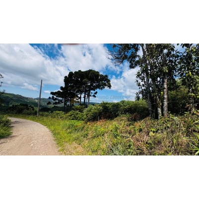 Sítio, 3 hectares - Foto 5