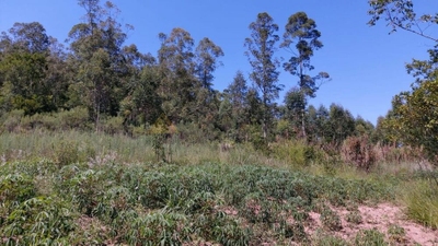 Sítio, 25336 m² - Foto 4