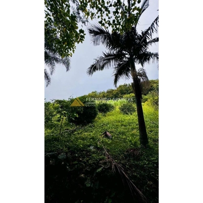 Sítio, 4 hectares - Foto 2