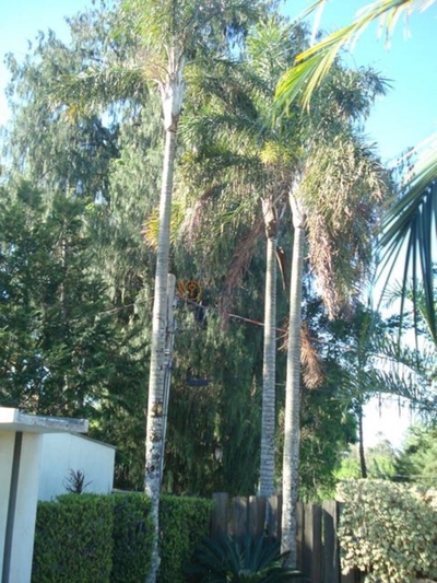 Casa, 4 quartos, 495 m² - Foto 2