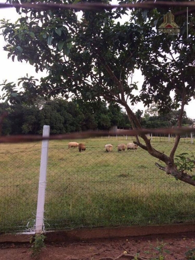 Sítio, 2 quartos, 3 hectares - Foto 4