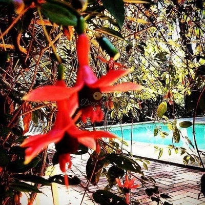 Chácara, 4 quartos, 5100 m² - Foto 4