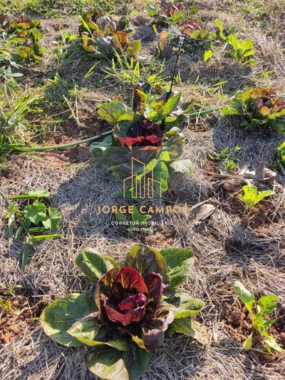 Sítio, 3 quartos, 640 m² - Foto 2