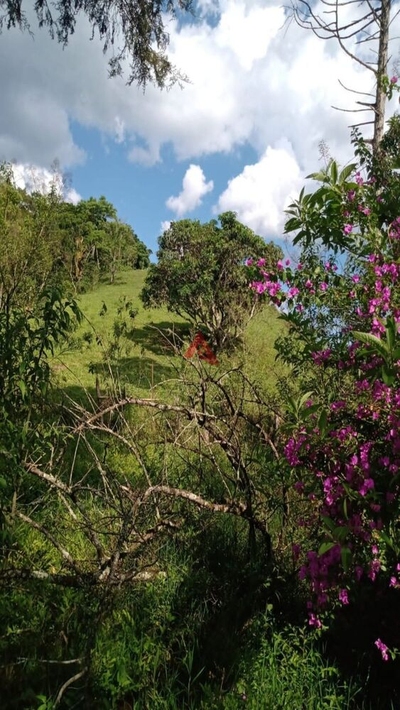 Sítio, 2 quartos, 61 hectares - Foto 4