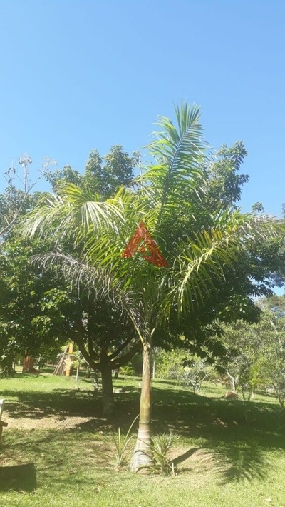 Chácara, 2 quartos, 4500 m² - Foto 3