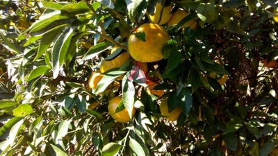 Sítio, 2 quartos, 3 hectares - Foto 3