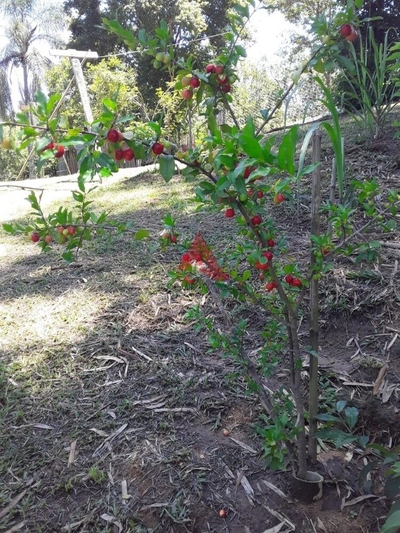 Chácara, 1 quarto, 1 hectares - Foto 3