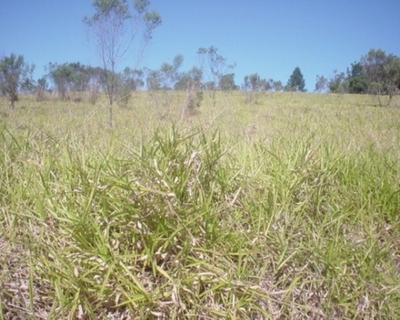 Sítio, 3 quartos, 200 m² - Foto 2