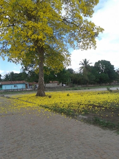 Terreno, 200 m² - Foto 1