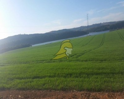 Fazenda-Sítio-Chácara, 288 hectares - Foto 3