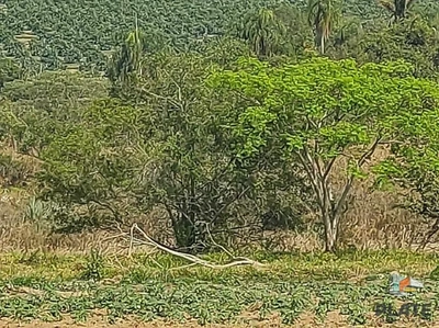 Terreno, 5000 m² - Foto 2