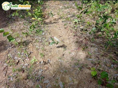 Terreno, 363 hectares - Foto 2