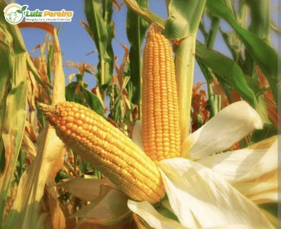 Terreno, 2244 m² - Foto 4