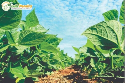 Terreno, 2244 m² - Foto 1