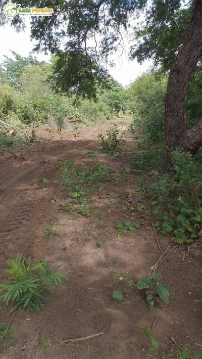 Terreno, 6000 hectares - Foto 3